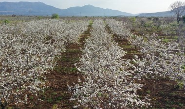 Manisa'da hasat 3 hafta sonra başlıyor: Aroması ile rakip tanımıyor – Son Dakika Yaşam Haberleri | Cumhuriyet