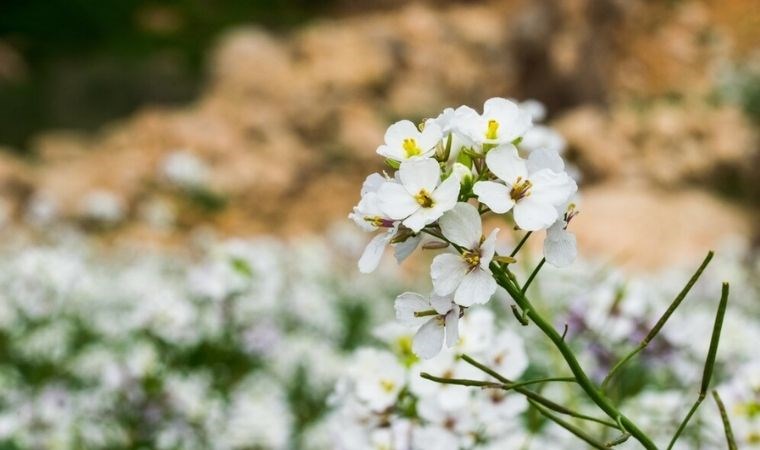 Bahar çiçekleri nelerdir? Baharda hangi çiçekler ekilir?