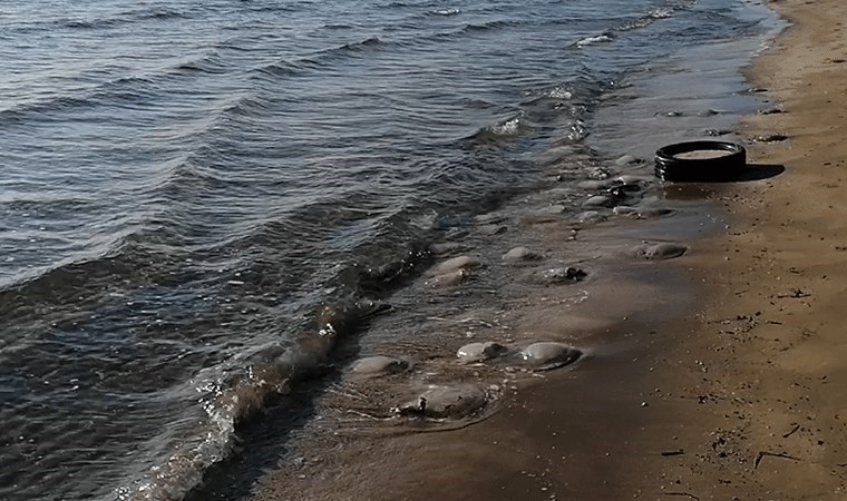 Mersin’de denizanası istilası: Yüzlercesi kıyıya vurdu