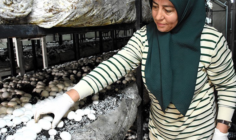 Evinin önündeki atıl araziye tesis kurdu: 400 kasa ürün alıyor…