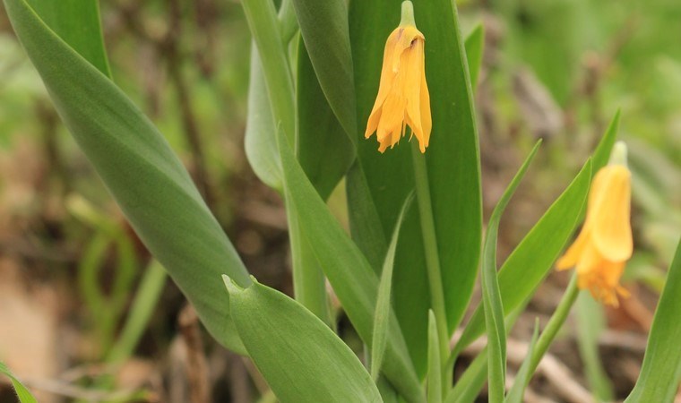 Diyarbakır’da keşfedildi! Yeni tür literatüre kazandırıldı