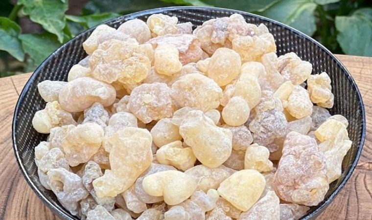 Doğanın şifalı reçinesi: Akgünlük sakızı ve bilinmeyen faydaları…