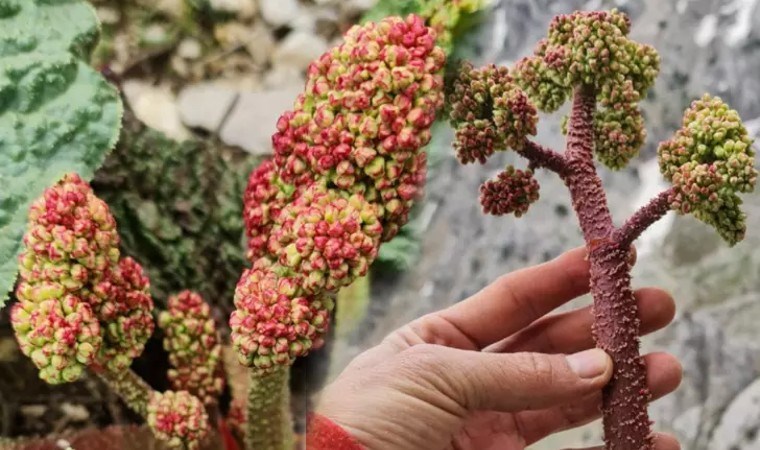 Yayla muzu da denir: Karaciğerin bir numaralı dostu ışkın otu ve faydaları...