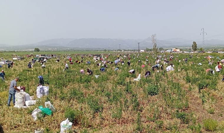 Sefalet yüzyılı: Tüccarlar almadı, çiftçi ücretsiz dağıttı! Üç bin kişi tarlaya akın etti...