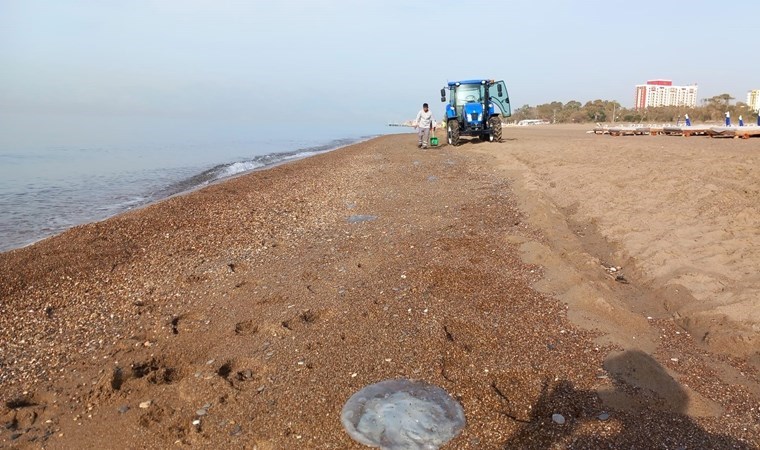 Antalya’da yüzlerce denizanası kıyıya vurdu