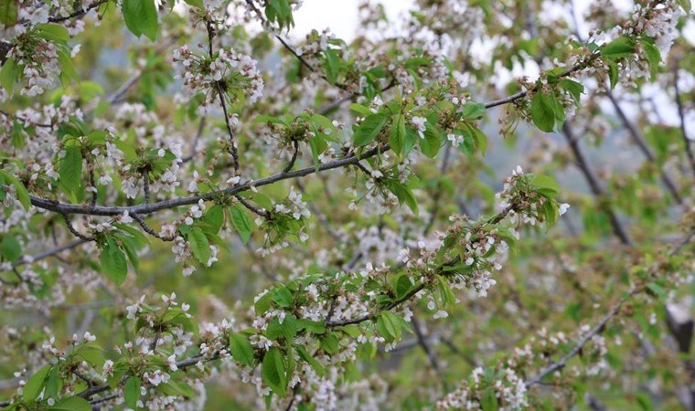 İzmir yaylalarında hasat başladı:  725 bin tonluk rekolte bekleniyor…
