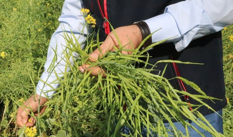 Siirt’te deneme amaçlı ekilmişti, hasadı başladı: Dönüm başı 6 ton verim!