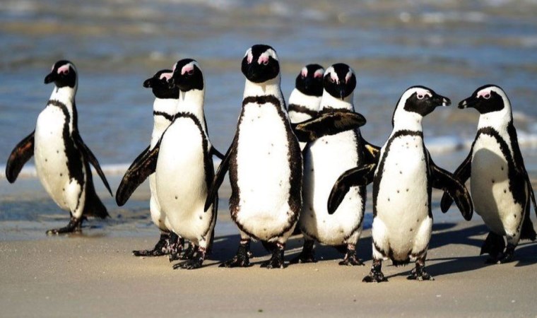 Penguenlerden öğrenmemiz gereken 4 ilginç bilgi!