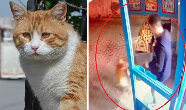 Kediyi tekmeleyen market çalışanına tepki: ‘Şikayet ettik, takipçisi olacağız’