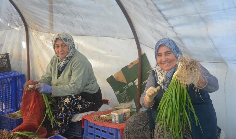 Bilecik’te 7 bin 500 ton üretildi: Çamurdan arındırılarak sofralara geliyor