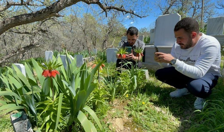 Bitlis’te yetişiyor: Koparmanın cezası 244 bin 315 TL