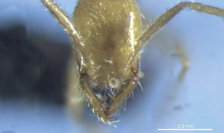 Toprağın 25 metre altında keşfedildi: ‘Voldemort’ adı verildi!