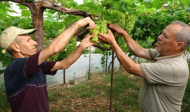 Erdemli’de turfanda hasat başladı: Kilosu 300 TL’den alıcı buldu