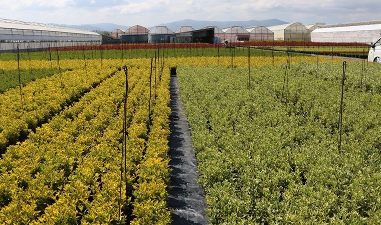 Yalova’da yetiştirildi 30 ülkeye ihraç ediliyor: 3 bin 500 tür üretiliyor