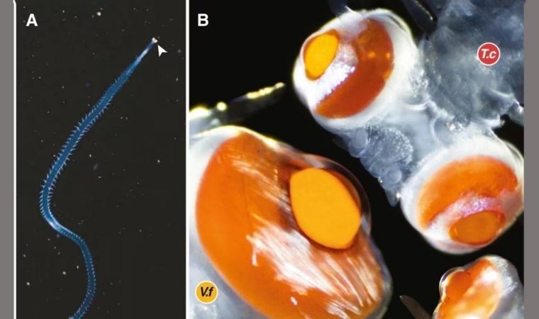 Akdeniz’de gözleri başından 20 kat büyük canlı keşfedildi