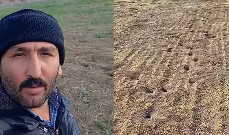 Üretici isyanda: Tarlayı fareler bastı!