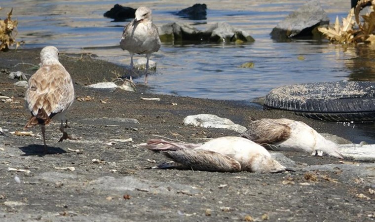 Atatürk Barajı’ndaki martı ölümlerinin nedeni araştırılıyor: ‘Daha önce böyle bir durum hiç olmadı…’