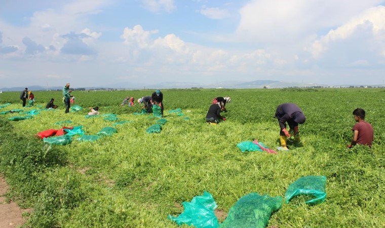 Günde 4 dönüm arazi hasat ediliyor: Tanesi 7 liradan satılıyor…