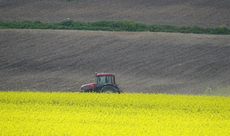 Kırklareli Ovası’nda tarlalar sarıya büründü: Alternatif olarak ekildi…
