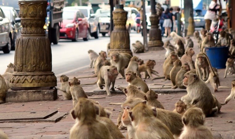 ‘Kızgın’ maymun ordusuna karşı radikal plan: Kasabayı istila etmişlerdi!
