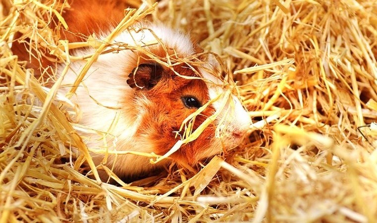 Kobayların kendi deneylerini yürüttüğü ortaya çıktı