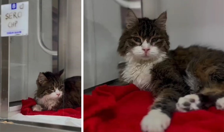 CHP’nin maskotuydu: Kedi Şero’nun tedavisi bitti, sağlığına kavuştu