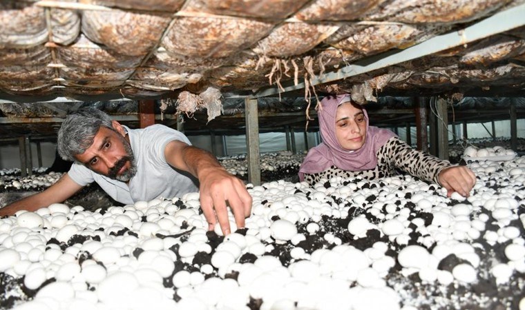 Evinin önünde kurduğu serada yetiştiriyor, ayda 2 ton ürün alıyor!