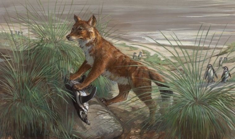 İnsanlar tilkileri evcil hayvan olarak beslemiş olabilir