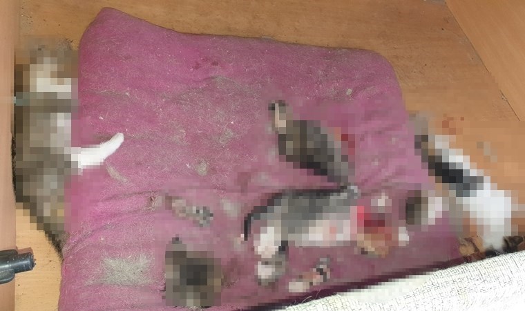 Ankara’da başları ve patileri kesilmiş 6 yavru kedi bulundu!