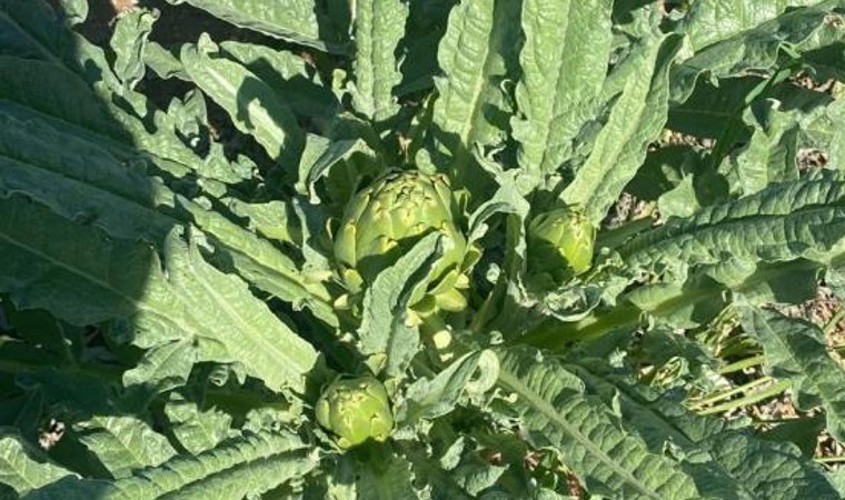 Geçen yıl dikilmişti! İlk hasadı yapıldı: Tarlada tanesi 10 TL