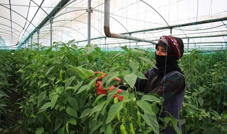 Mersin’de zorlu hasat başladı