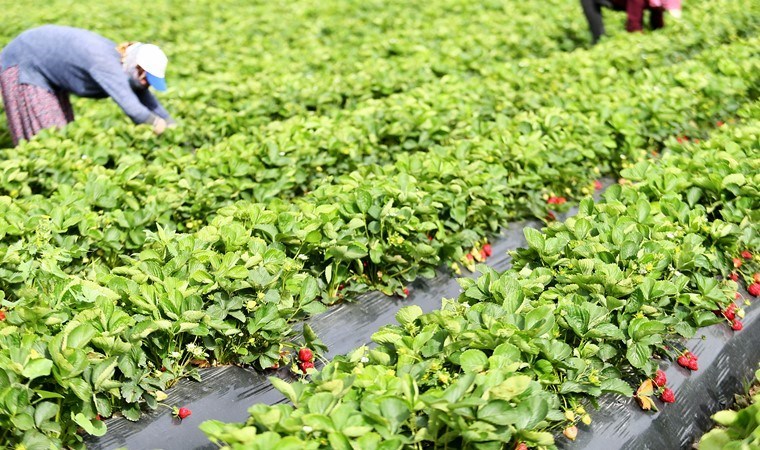 İzmir’de hasat erken başladı: Sabahın ilk ışıklarıyla toplanıyor, öğlen hale gönderiliyor! Yıllık 13 bin ton üretim…