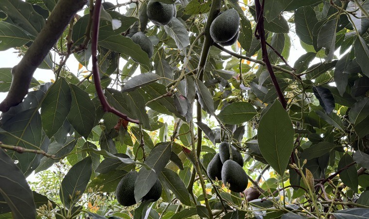 Alanya’da hasat ediliyor, yüksek kâr getiriyor! Hedef 100 milyon adet üretim