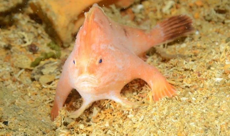 Elleri varmış gibi görünüyor; ilk kez fotoğraflandı