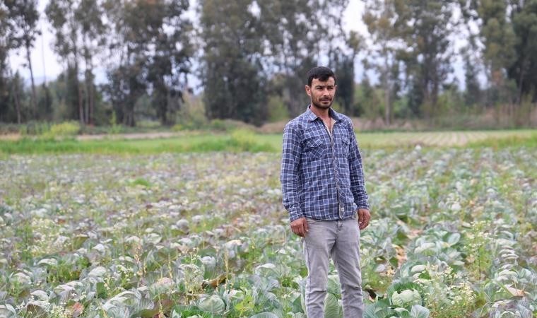 Adana’da 70 ton mahsul tarlada kaldı: Üretici bedavaya dağıttı