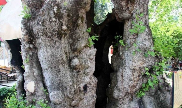 Üç bin yıllık kutsal ağaç: Musa Ağacı