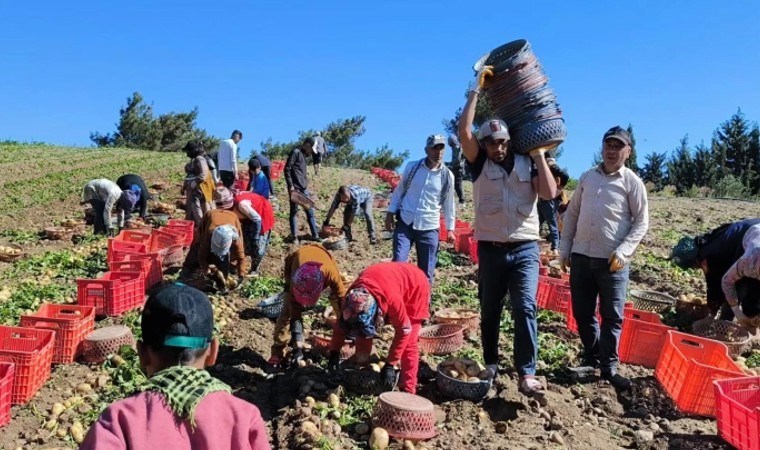 Datça’da turfanda hasat başladı: Dönümde 5 ton ürün