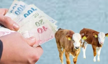 Buzağı destek ödemesi ne zaman yatacak? – Son Dakika Ekonomi Haberleri | Cumhuriyet