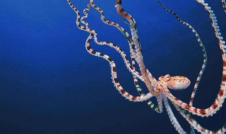 Denizin ‘uzaylılarına’ yakından bakış