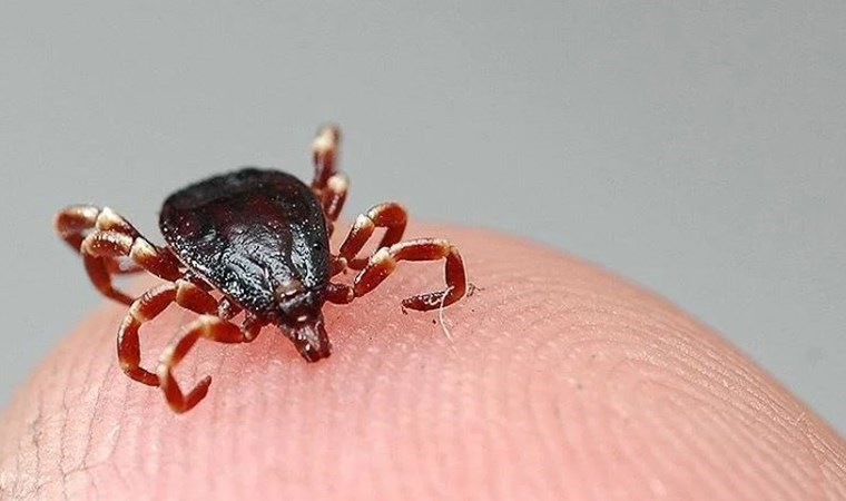 Kimi sigara basıyor kimi kolonya döküyor: Bu yöntemler ölüme götürüyor