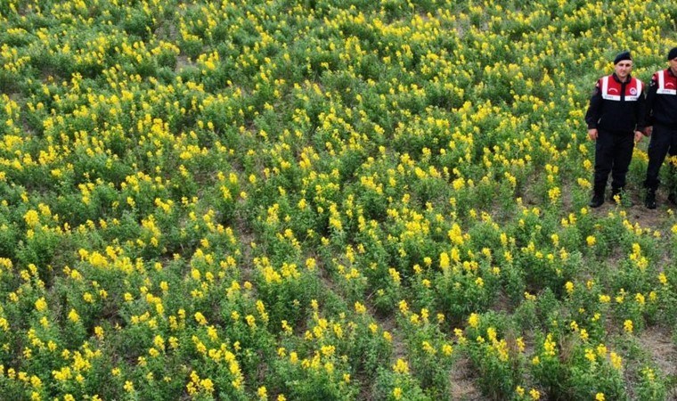 Baklagillerin kraliçesi! Koparmanın cezası 387 bin 141 TL