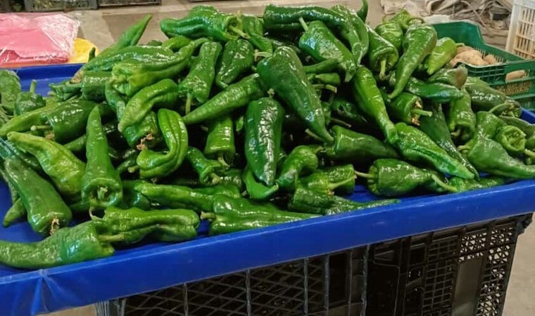 Hasat edildiği gibi satıldı! Kilosu 150 TL…