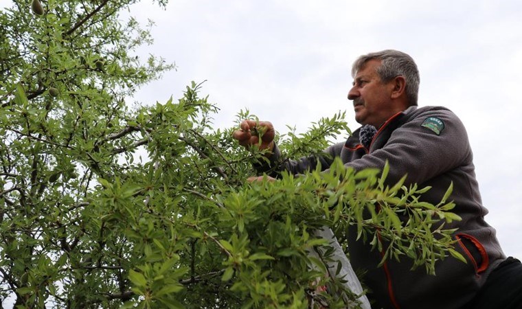 Manavlarda 100 TL, Gümüşhane’de bedava! Hasat yalnızca 20 gün sürüyor…