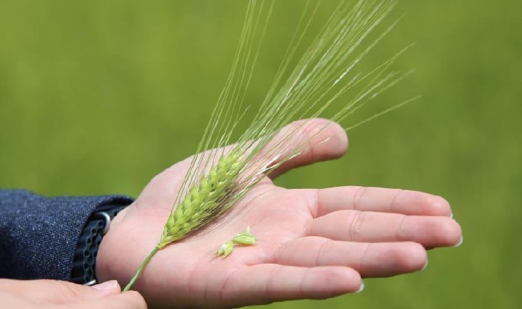 Konya Ovası’nda bitkiler strese girdi: Rekolte beklentisi düştü