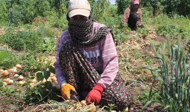 Amik Ovası’nda hasat başladı: Günlük 900 TL için 350 km yol  aldılar