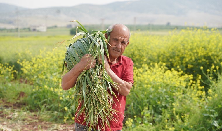 ‘Araban sarımsağı’nda hasat vakti:  70 bin ton rekolte bekleniyor