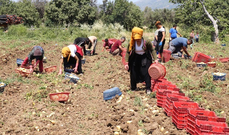 Datça’da hasat sona eriyor: 2 bin dekarda üretildi, 17 TL’ye satılıyor