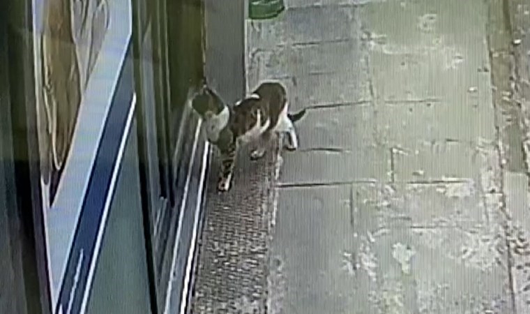 Sokak kedisi, kulağındaki tümörle veteriner hekimin ayağına gitti