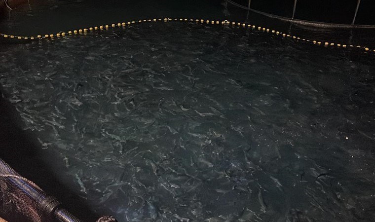 İhracat rekorları kırdı! Hasadı başladı: 2,5 kilogram ağırlığına gelmesi bekleniyordu…