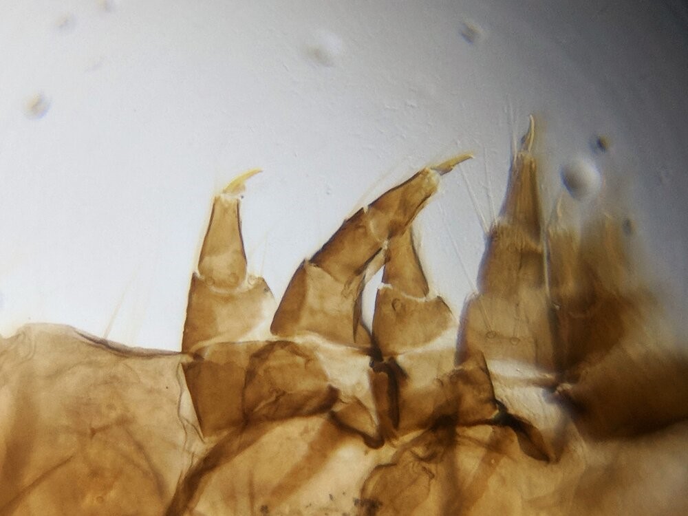 FOLDSCOPE Türkiye’de Evde Bilimsel Araştırmanın Kapılarını Açıyor ve Cep Mikroskobu Sunuyor